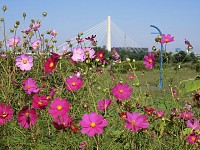 一の宮公園のコスモス