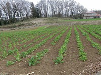 菜の花畑までにはしばらく時間がかかりそう