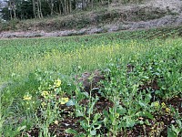 七国山の菜の花畑