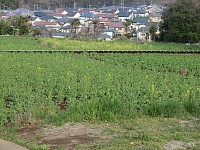 満開になるのは農家の人の気分によるか