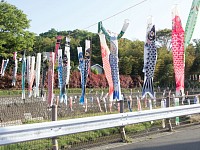 鶴見川　泳げ鯉のぼりに寄り道