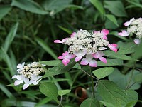 紅　白から赤に変わると花が終わる