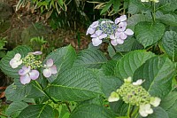 79