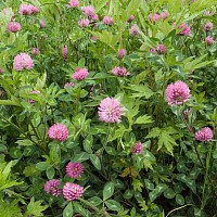 なぜか花。途中の道にはラベンダーもちらほら