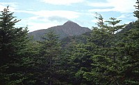 a19