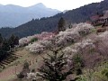 ume2